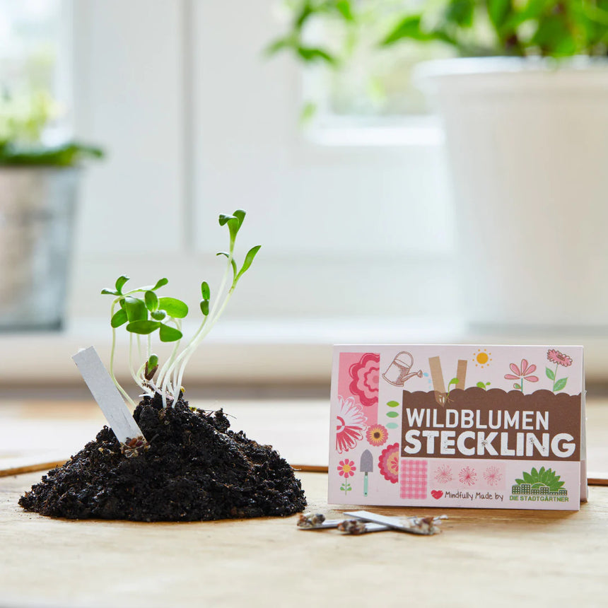 Die Stadtgärtner - Steckling "Wildblumen"