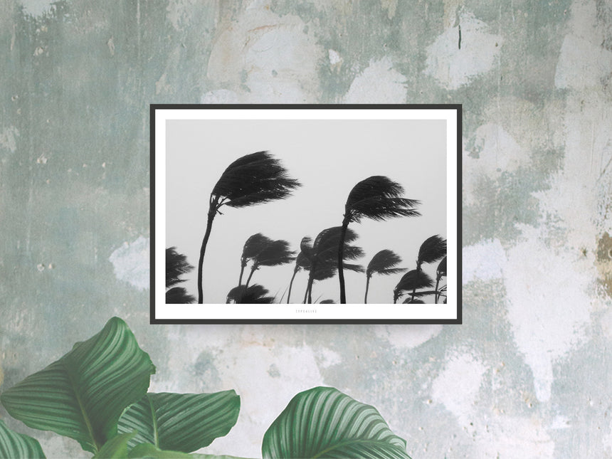 Print / All About Palms No. 11