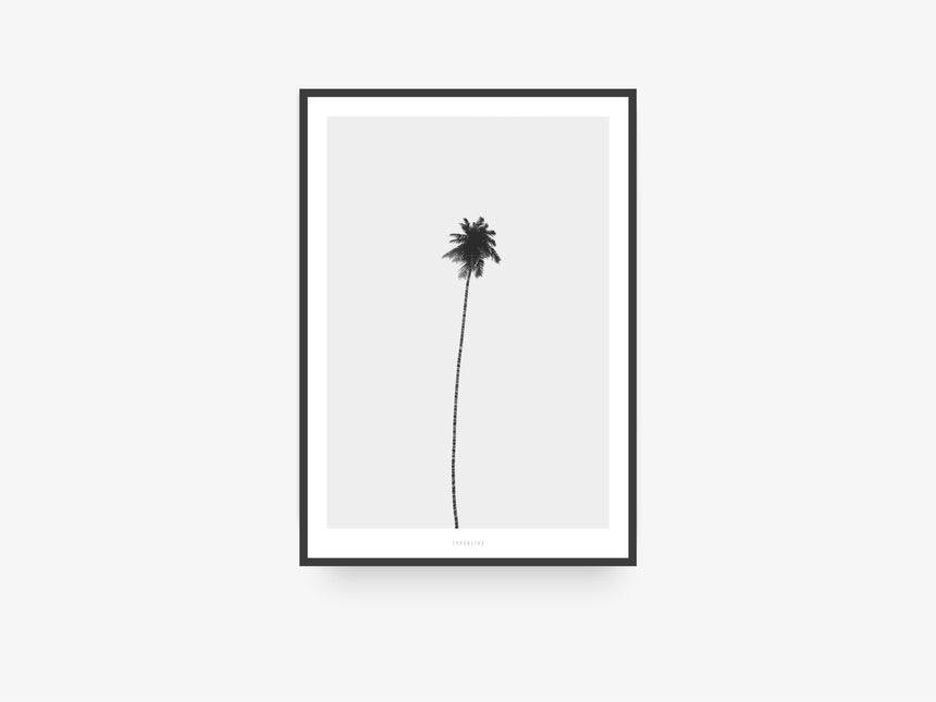 Print / All About Palms No. 4