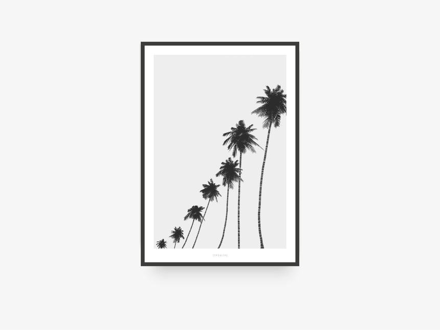 Print / All About Palms No. 6