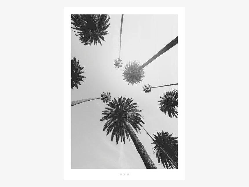 Print / All About Palms No. 7