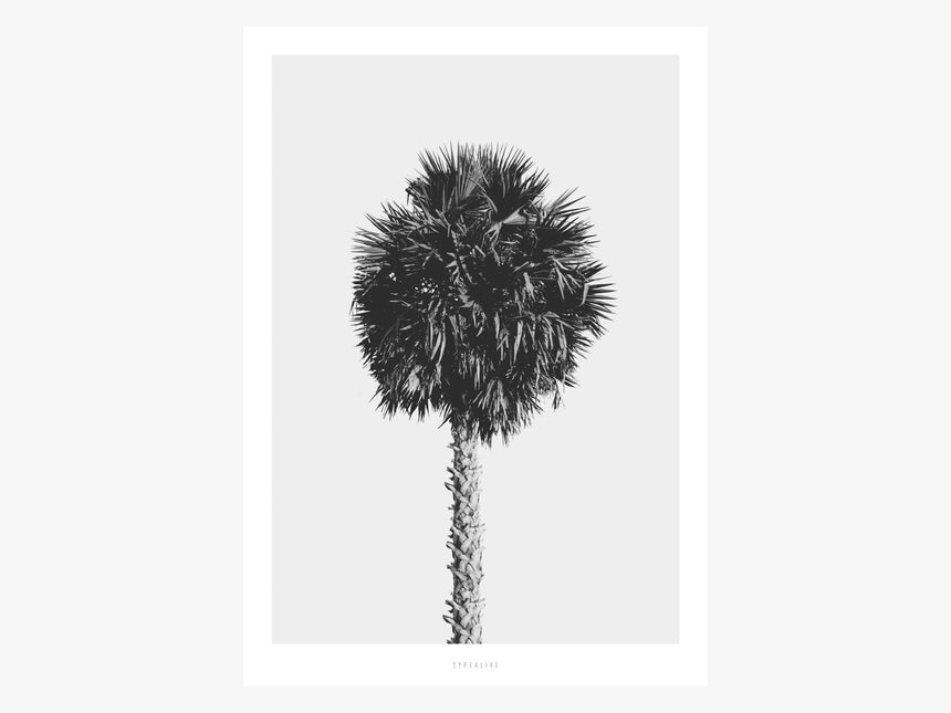 Print / All About Palms No. 8