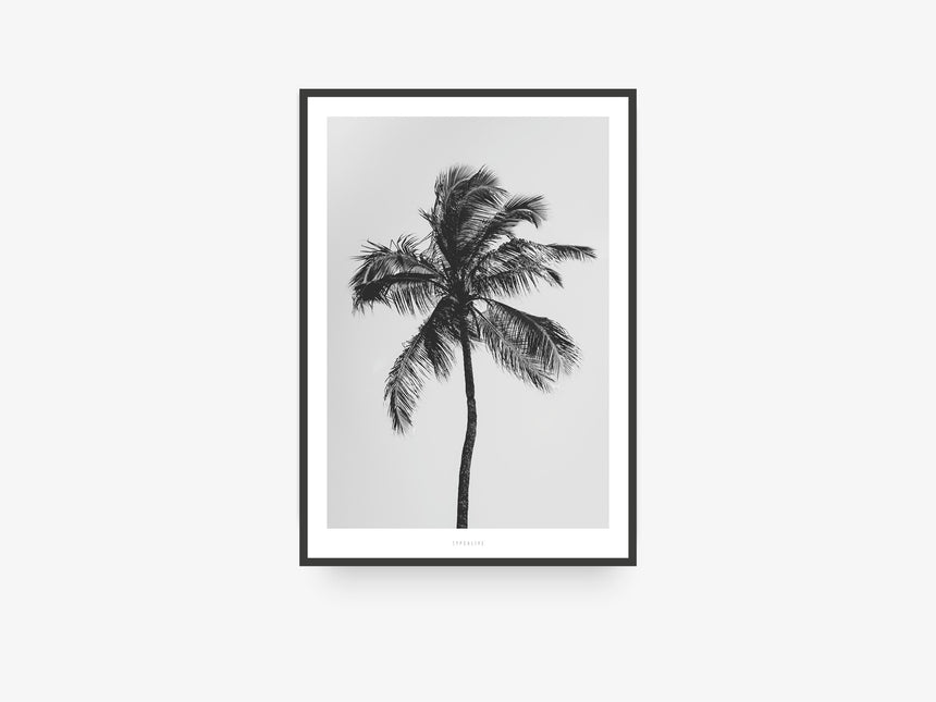 Print / All About Palms No. 9