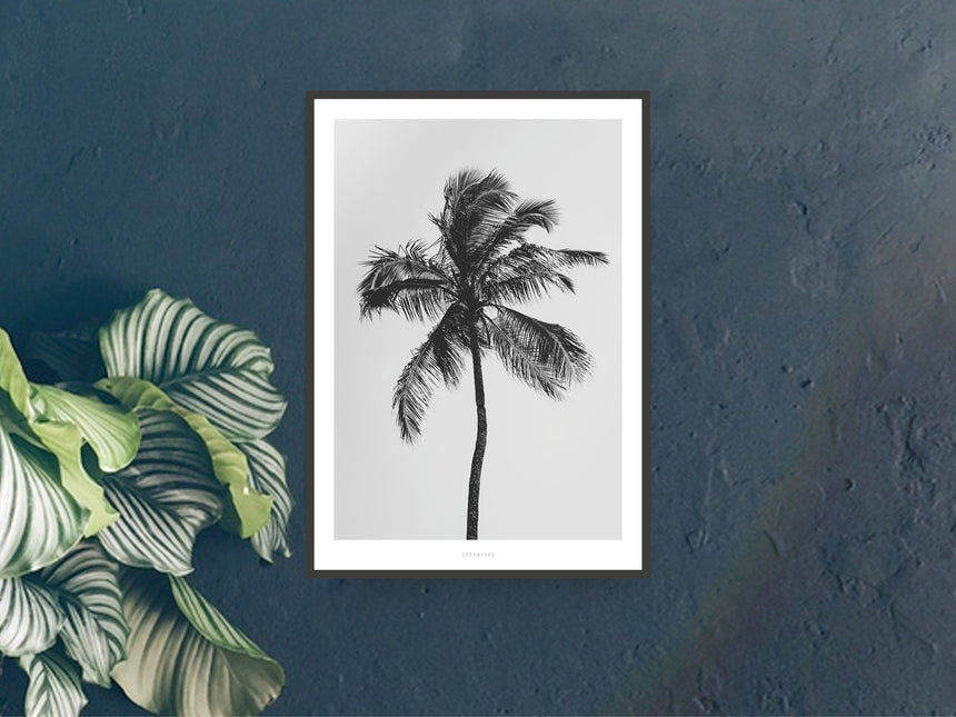 Print / All About Palms No. 9