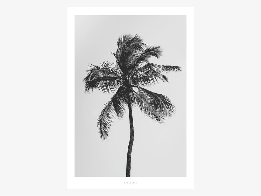 Print / All About Palms No. 9