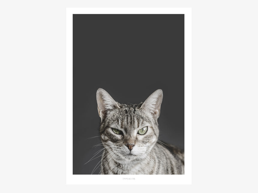 Print / Skeptical Cat