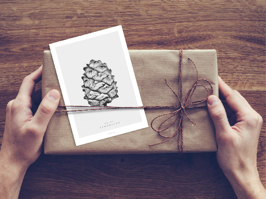 Postkarte / Tannenzapfen No. 1