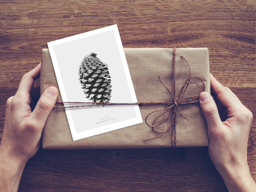 Postkarte / Tannenzapfen No. 2