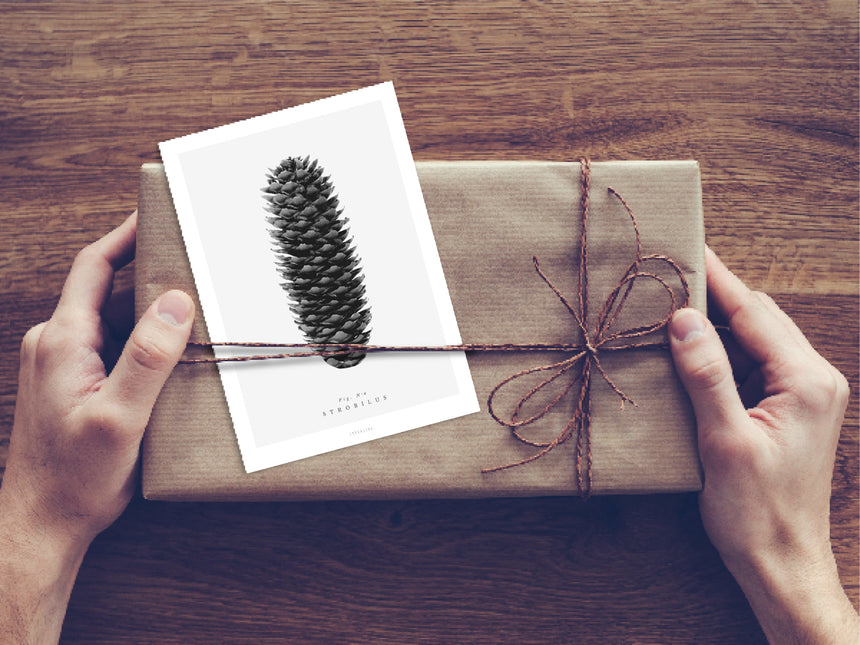 Postkarte / Tannenzapfen No. 4