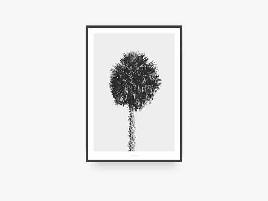 Print / All About Palms No. 8th