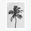 Print / All About Palms No. 9