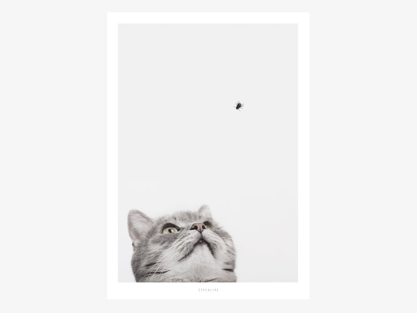Print / Cat And Fly