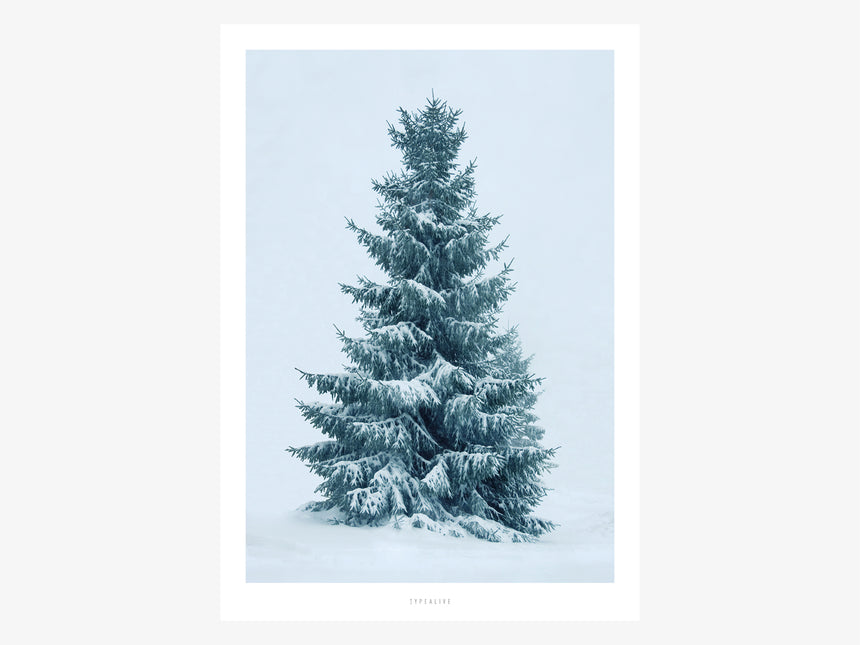 Print / Snow Fir No. 2