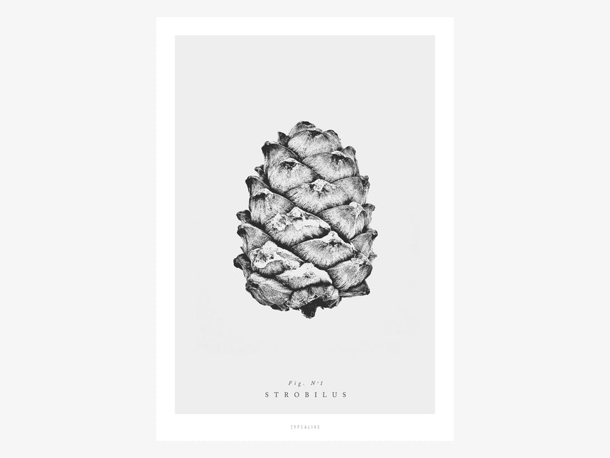 Print / Pine Cones No. 1