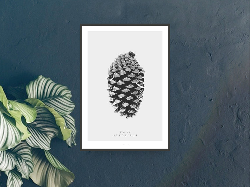 Print / Pine Cones No. 2