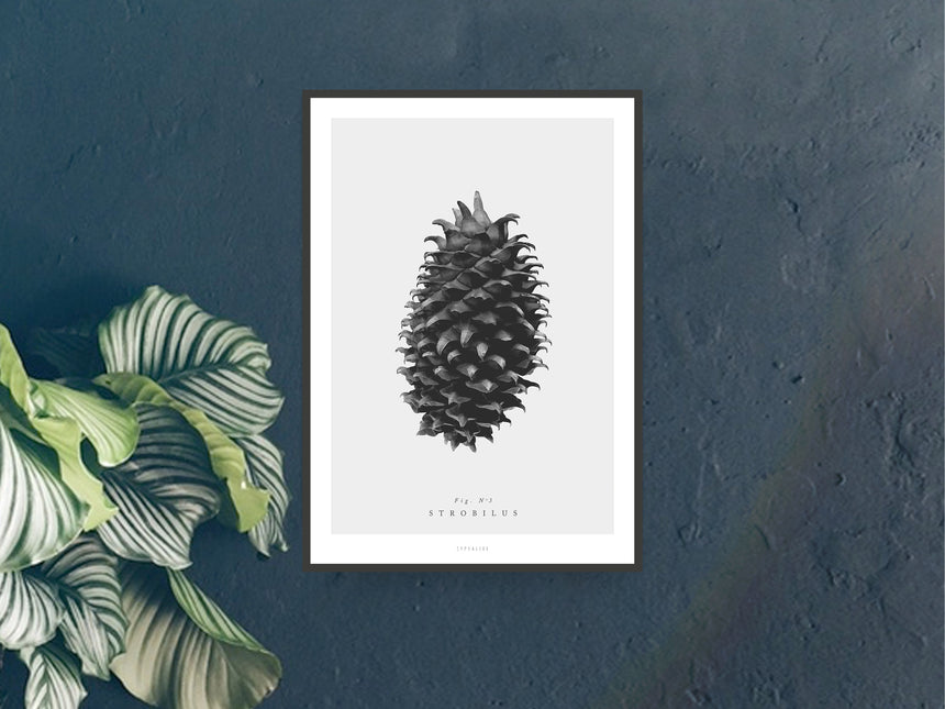 Print / Pine Cones No. 3