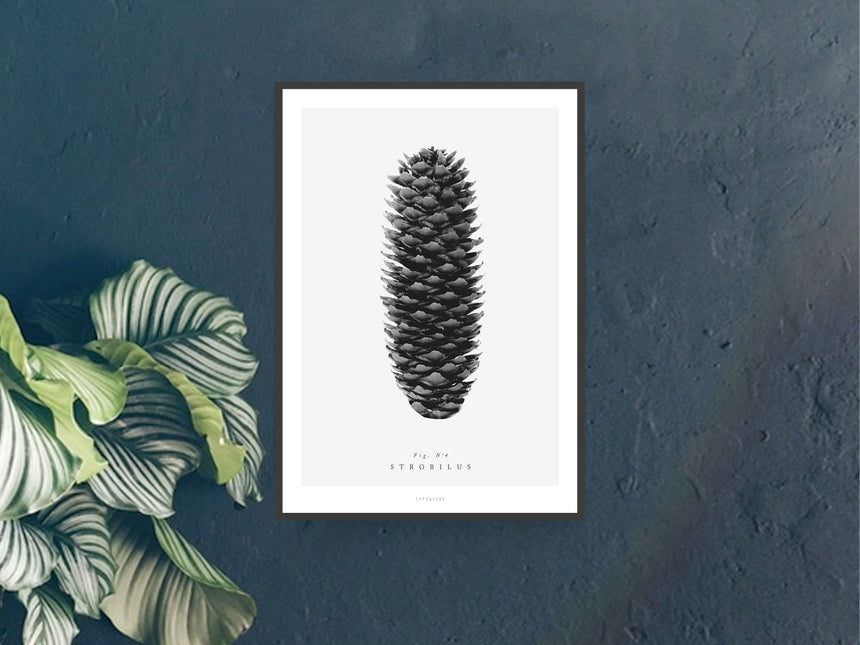 Print / Pine Cones No. 4