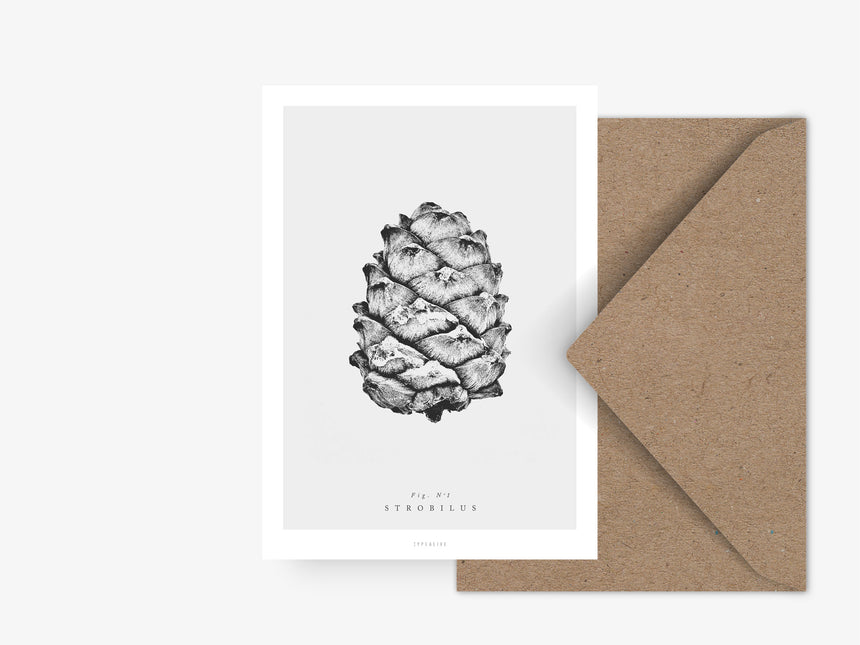 Postcard / Pine Cones No. 1
