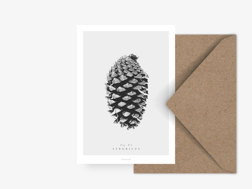 Postcard / Pine Cones No. 2